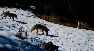 “Зомин“ қўриқхонасида бўрилар галаси фотоқопқонга тушиб қолди
