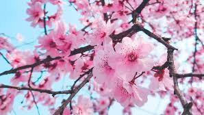 Ушбу ҳафтада баҳор фасли биз учун қандай об-ҳавони тайёрлади?