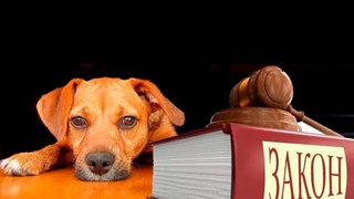 За жестокое обращение с животными в Узбекистане установят уголовную ответственность