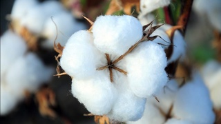 Взгляд из Германии: Узбекистан успешно реформирует хлопковую отрасль