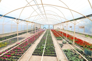 Тайёр ҳолдаги замонавий иссиқхоналар 2021 йил якунига қадар божхона божидан озод қилинади