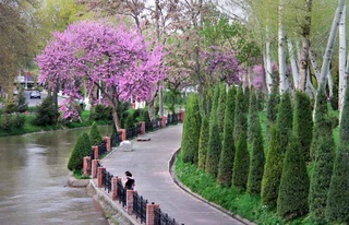 Ўзбекистонда 31 март — 2 апрель кунлари қандай об-ҳаво кутилади?