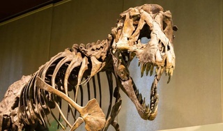 British scientists will grow the skin of a tyrannosaurus from ancient collagen