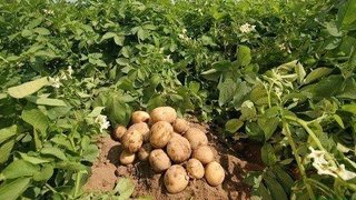 Пандемия шароитида “иккинчи нон” етарли бўладими?