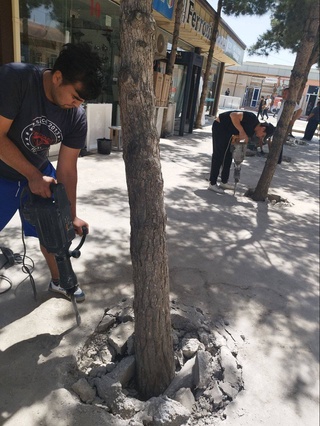 В Навои проходят массовые мероприятия «Подари дереву дыхание» по спасению деревьев от бетона и проводов