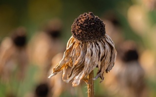 Метеорологлар ҳаво ҳарорати бундан ҳам юқори бўлишидан огоҳлантиришди