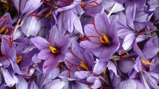 В Ташкенте обсуждены вопросы реализации узбекско-итальянского проекта по созданию плантаций шафрана в Джизакской области