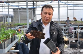 Интенсив кўчатлар хорижга экспорт қилинади