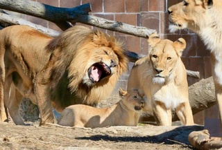 В Ташкентской области в контактном зоопарке львы загрызли охранника