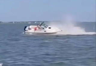 В США кит погиб после столкновения с лодкой