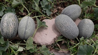 Қашқадарёда қовун пишди!