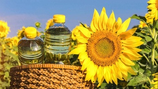 В Узбекистане урожай подсолнечника направят на производство растительного масла и подсолнечного шрота