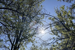 Эртага мамлакатимиз жанубида 27-32 даража иссиқ бўлади