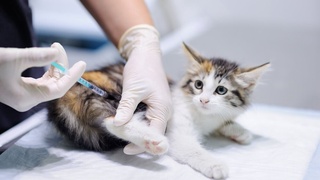 Россия в конце апреля представит вакцину от Covid-19 для животных