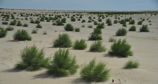 “Yashil qoplama” — qum boʻronlarining oldini oladi 3 yillik saksovulzorda qum koʻchishi 55 foizga, 5 yillikda esa 79,5 foizga kamayadi