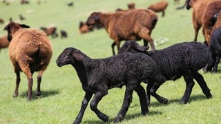 Чорвачилик йўналиши бўйича ажратилган субсидиялар ижроси бўйича қандай натижаларга эришилди?