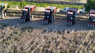 Navoiyda paxta terimiga start berildi