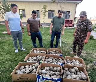 Пресечена попытка незаконного вывоза 400 среднеазиатских черепах в Таджикистан