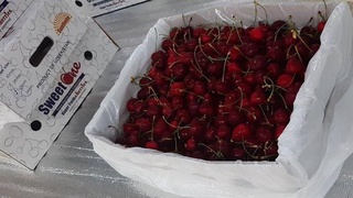 Жанубий Кореяга Фарғона вилоятидан 50 тонна гилос етказилди