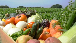 250 га яқин аграр соҳа ходимларига «Қишлоқ хўжалиги фидойиси» кўкрак нишони топширилди