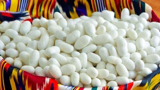 Пиллачилик ва қоракўлчиликни ривожлантириш қўмитаси ташкил этилди