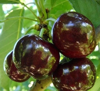 Ўзбекистон 27,6 минг тонна гилос экспорт қилди