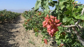 А на риштанских каменистых  холмах растут… фисташки!