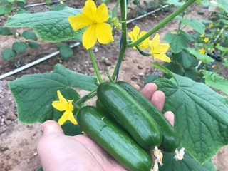 Ыссыханада қыяр өними жетистирилмекте