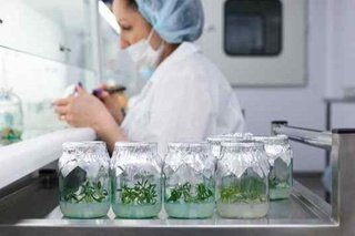 Биолабораториялар қўшимча даромад манбаига айланмоқда