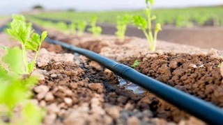 Узбекистанцам будут выделены субсидии на применение водосберегающих технологий для выращивания хлопчатника и зерновых культур