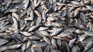 Айдар-Арнасайская система озер будет рыбопродуктивной