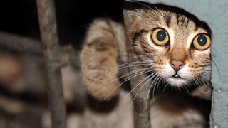 Блохи в многоэтажках – не от кошек