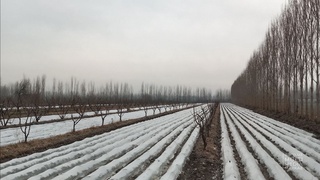 Март ойидаги совуқ ва ёғингарчиликларнинг мева-сабзавотларга таъсири ўрганилди