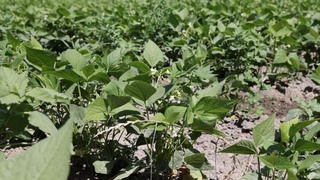 Елімізге Түркиядан сояның жаңа түрі әкелінді