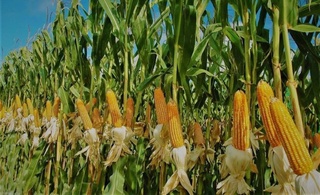 Makkajoʻxorining yangi navi yaratildi