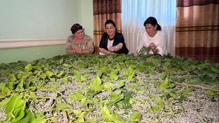 Пиллешилик те дәрамат дәрегине айланбақта