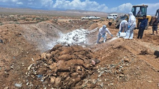 Селда нобуд бўлган 360 бош қўй дезинфекция қилиниб кўмилди