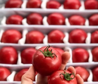 Өзбекстаннан Қазақстанға жіберілген қызанақта қауіпті вирус анықталғаны жоққа шығарылды