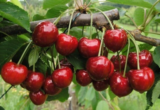 В Малайзию поставлена первая партия джема из узбекской черешни