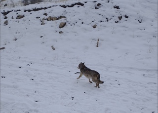 Ko‘pkari sovriniga tikilgan bo‘ri ozod qilindi