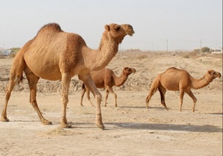Oʻzbekistonning qaysi hududida tuya koʻp?