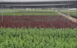 Узбекистан запретил импорт саженцев из питомников турецкой компании