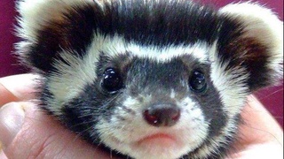 Олакузан  қўйларнинг думбасини ейдими?