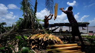 2022 йилда тропик ўрмонларнинг кисқариш кўлами сунъий йўлдош тасвирлари асосида баҳоланди