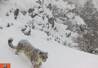 23 октябрь - Қор қоплони куни