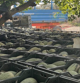 Boʻka qovunlari Rossiya bozorlariga eksport qilinmoqda