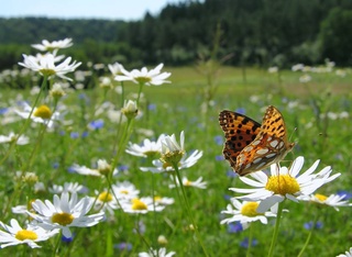Weather forecast for August 1