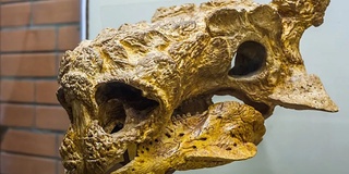 Rossiyada dinozavrning qoldiqlari topildi