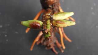 Borneoda palmaning yer ichiga qarab o'sadigan turi topildi