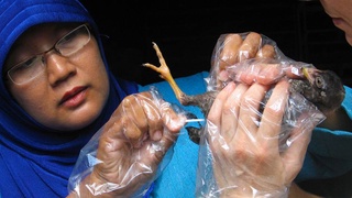 Как предупредить следующую пандемию?